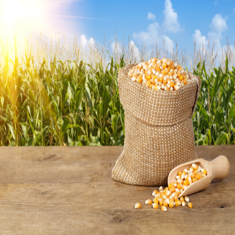 Fresh Grains and Feed Mix